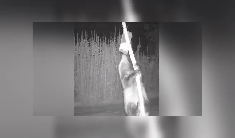 Un video viral muestra el animal que se robaba la cosecha de un granjero.