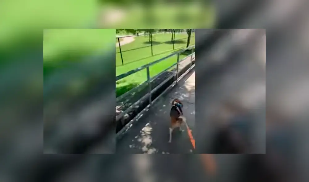 Desliza las imágenes hacia la izquierda para apreciar la conmovedora escena entre dos perros durante la cuarentena. Desliza las imágenes hacia la izquierda para apreciar la conmovedora escena entre dos perros durante la cuarentena.