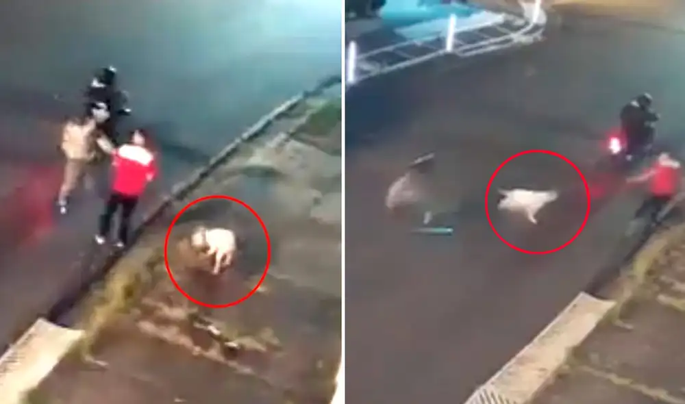 El animal sufrió una herida en una de sus extremidades y tuvo que someterse a una amputación. Foto: captura/Twitter @MrElDiablo8 El animal sufrió una herida en una de sus extremidades y tuvo que someterse a una amputación. Foto: captura/Twitter @MrElDiablo8