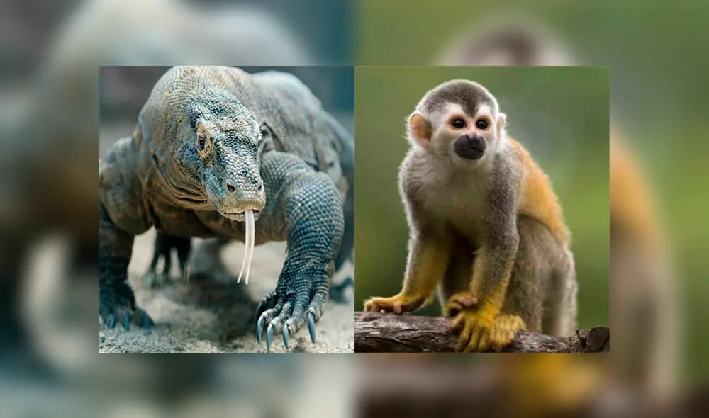 Un video viral muestra como un enorme dragón de komodo devora por completo a un indefenso mono.