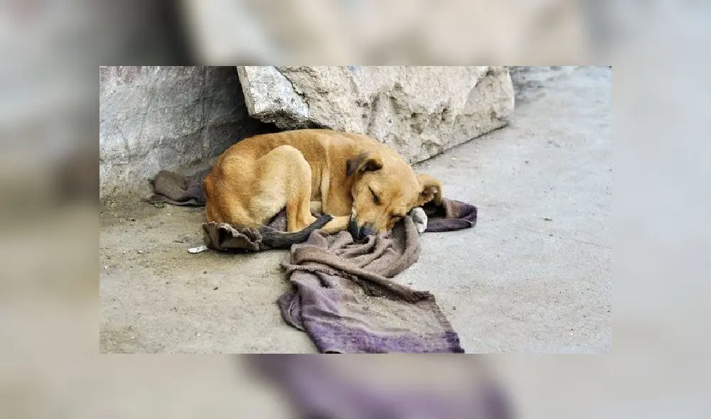 Perro callejero y coronavirus. Foto: Difusión Perro callejero y coronavirus. Foto: Difusión