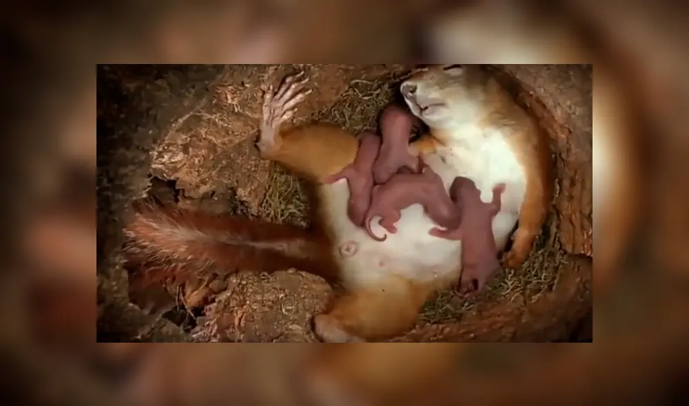 Facebook viral: joven coloca cámara escondida y registra momento que ardilla da a luz [VIDEO]
