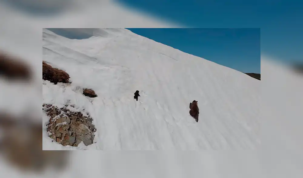 Facebook: Captan el preciso momento en que un oso cachorro cae desde una montaña [VIDEO]