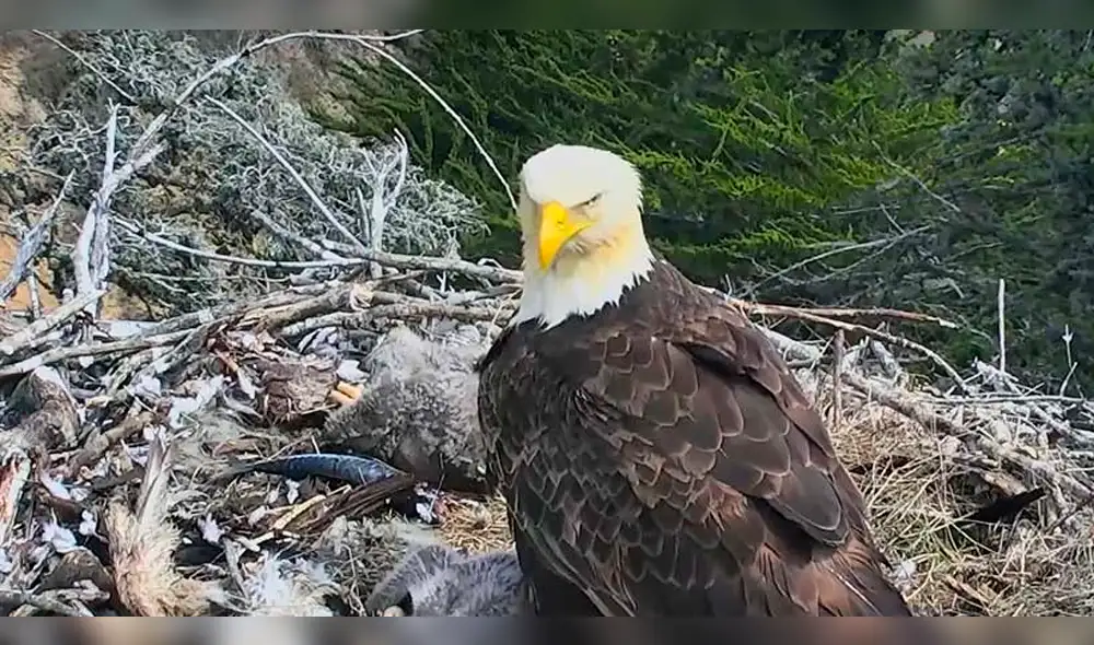 Youtube:  Águila sorprende al abandonar a sus crías en pleno temblor [VIDEO]