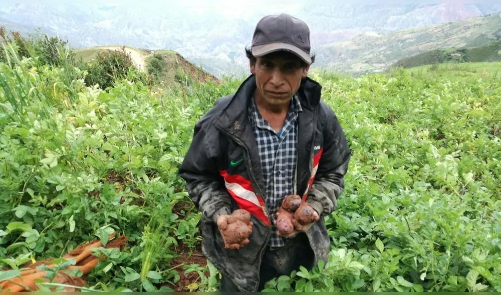 Otro de los proyectos son los clones de Papas mejoradas para uso de papas fritas. Foto Difusión. Otro de los proyectos son los clones de Papas mejoradas para uso de papas fritas. Foto Difusión.