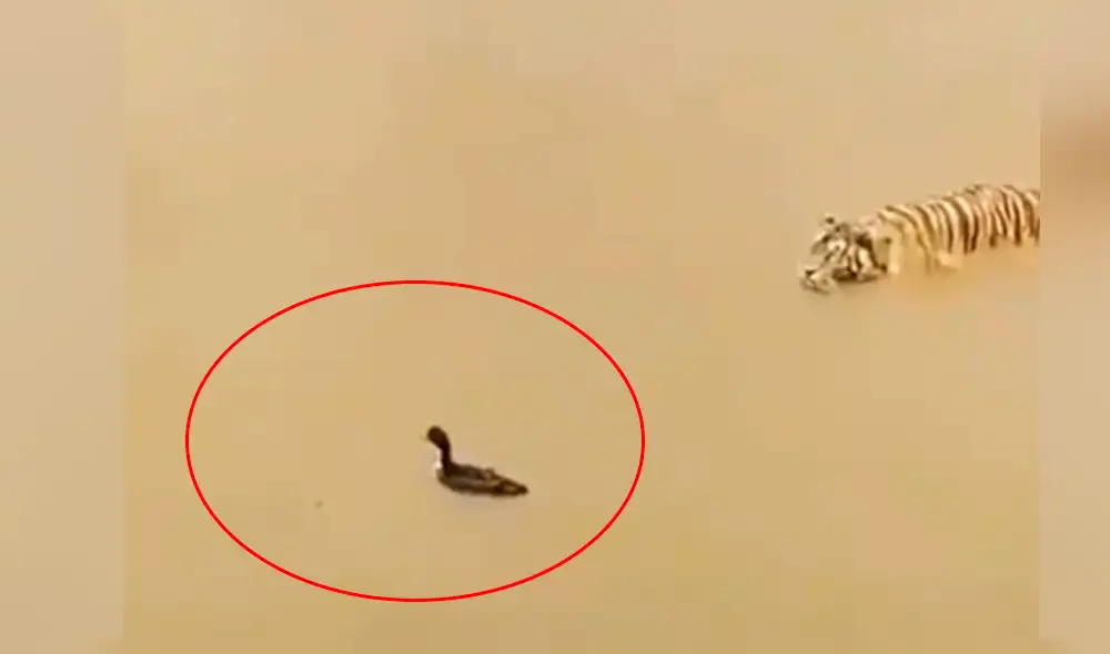 Vía Facebook: Pato usa increíble método para que tigre no se lo coma [VIDEO]