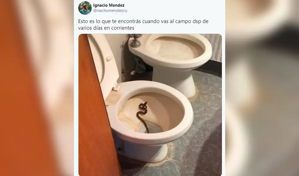 La publicación motivó a otros usuarios a compartir los animales que habían encontrado en sus baños. Foto: @nachomendezcu/ Twitter La publicación motivó a otros usuarios a compartir los animales que habían encontrado en sus baños. Foto: @nachomendezcu/ Twitter