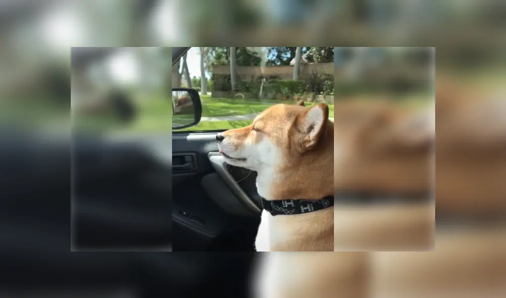 Desliza hacia la izquierda para ver más fotos del curioso 'baile' de este perro que ya es viral en TikTok. Desliza hacia la izquierda para ver más fotos del curioso 'baile' de este perro que ya es viral en TikTok.