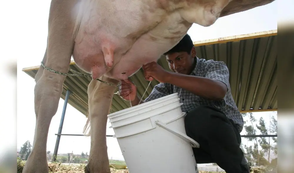 Se rompe el monopolio de la leche: los ganaderos la venderán directamente Se rompe el monopolio de la leche: los ganaderos la venderán directamente