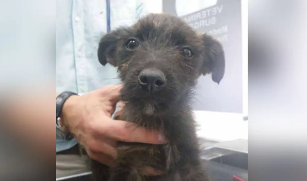 Desliza hacia la izquierda para ver más detalles sobre esta conmovedora historia. Foto: captura de Facebook