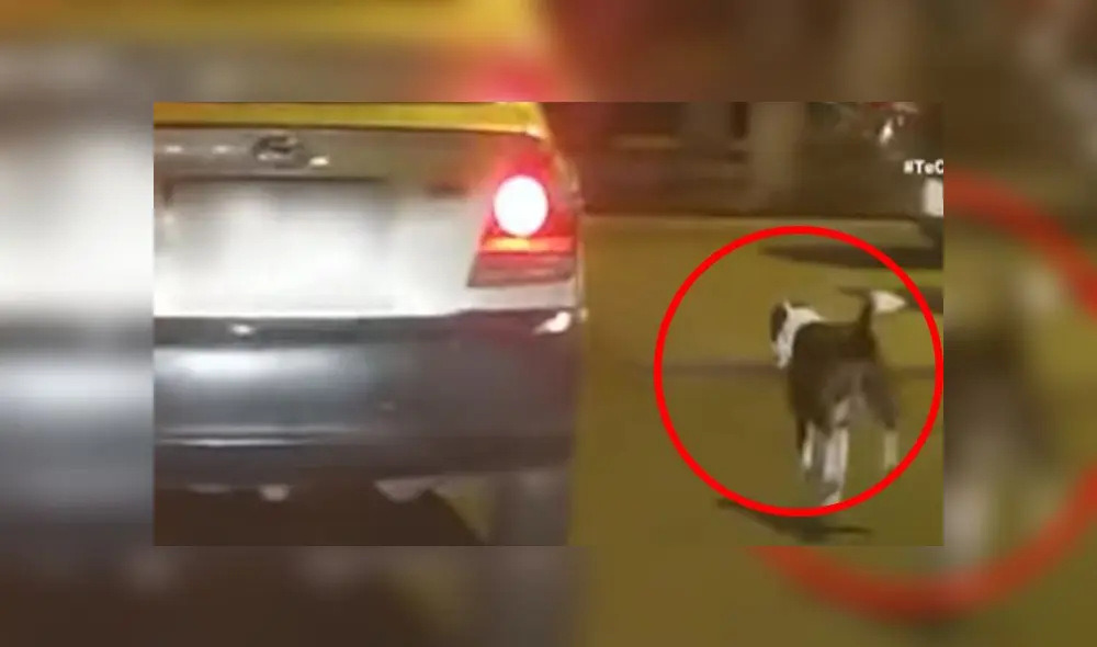 Perrito intenta alcanzar el vehículo donde estaba su dueño. Créditos: Panamericana.