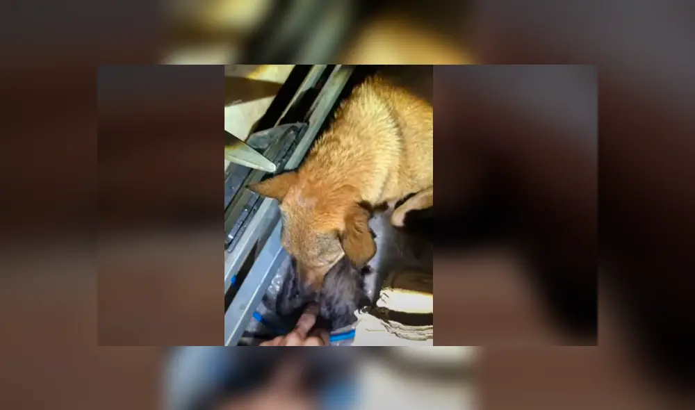 Video es viral en Facebook. La perra fue hasta la casa de un hombre para que le ayude a sacar a sus crías de un agujero en la tierra que estaba a punto de inundarse. Fotocaptura: YouTube Video es viral en Facebook. La perra fue hasta la casa de un hombre para que le ayude a sacar a sus crías de un agujero en la tierra que estaba a punto de inundarse. Fotocaptura: YouTube