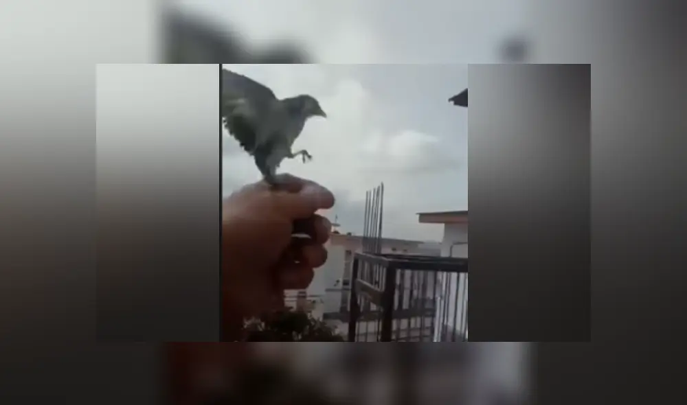 Desliza hacia la izquierda para ver más fotos de la emotiva liberación de las aves. (Foto: captura)