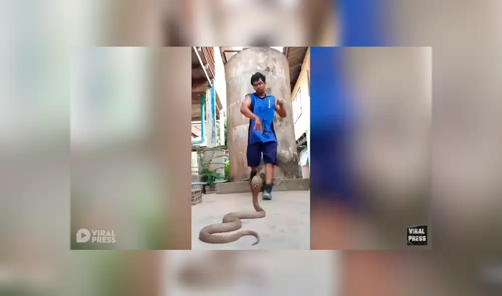 Desliza hacia la izquierda para ver el inusual baile que hizo el hombre para hipnotizar a una serpiente. Video viral de YouTube. Desliza hacia la izquierda para ver el inusual baile que hizo el hombre para hipnotizar a una serpiente. Video viral de YouTube.