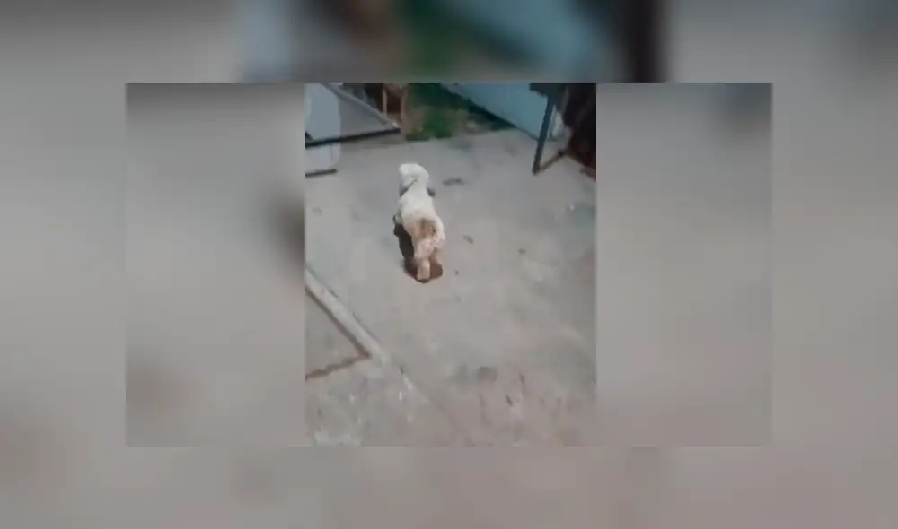 Desliza las imágenes para observar la actuación de un divertido perro para conseguir la atención de su amo.