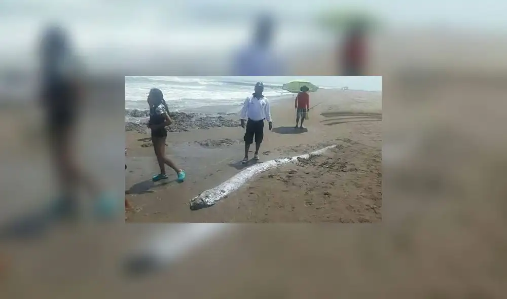 Facebook viral: Se viraliza video 'fake' de 'pez remo' tras el sismo en Loreto [VIDEO]