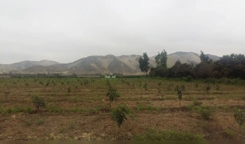 La Libertad: inauguran estación meteorológica que beneficiará a productores de palta Hass La Libertad: inauguran estación meteorológica que beneficiará a productores de palta Hass