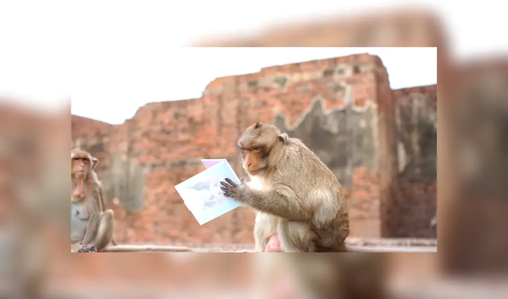 Un video viral muestra la reacción de un grupo de monos viéndose por primera vez frente a un espejo. Un video viral muestra la reacción de un grupo de monos viéndose por primera vez frente a un espejo.