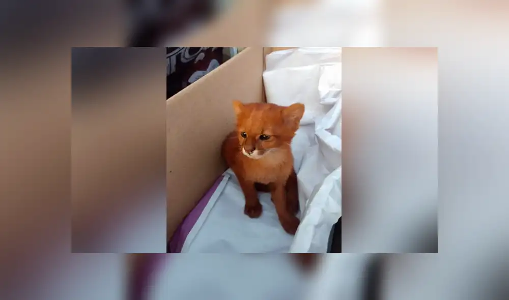 Desliza para ver las imágenes más tiernas de la historia que se hizo viral en Facebook. Desliza para ver las imágenes más tiernas de la historia que se hizo viral en Facebook.