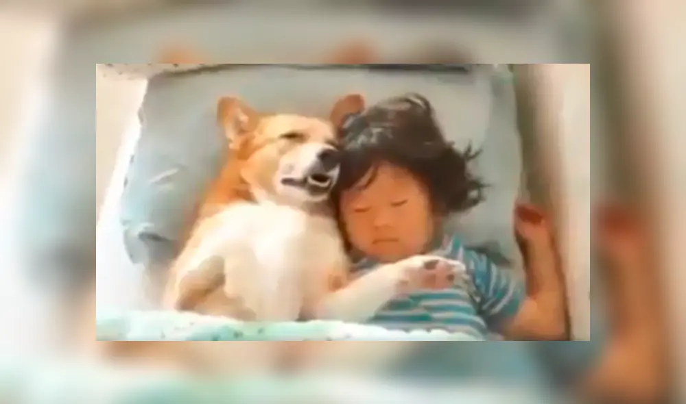 Desliza las imágenes hacia la izquierda para apreciar la emotiva escena entre una niña junto a su perro. Desliza las imágenes hacia la izquierda para apreciar la emotiva escena entre una niña junto a su perro.