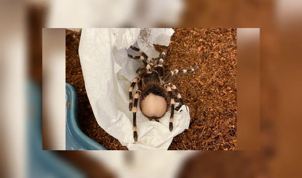 Desliza la imagen para ver lo que padeció el pequeño animal. Foto: bug_gwen/Twitter