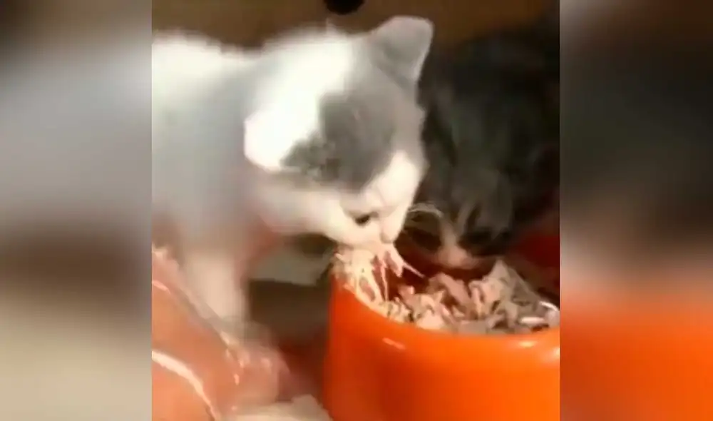 Desliza las imágenes para ver la curiosa escena que protagonizó este gatito bebé para evitar que su ‘hermano’ siga comiendo. Foto: captura de TikTok/jacky.xiomara
