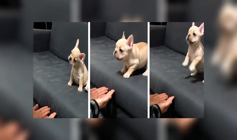 En YouTube, una chica ayudó a su adorado cachorro a que supere su fobia a las alturas con un gran salto. En YouTube, una chica ayudó a su adorado cachorro a que supere su fobia a las alturas con un gran salto.