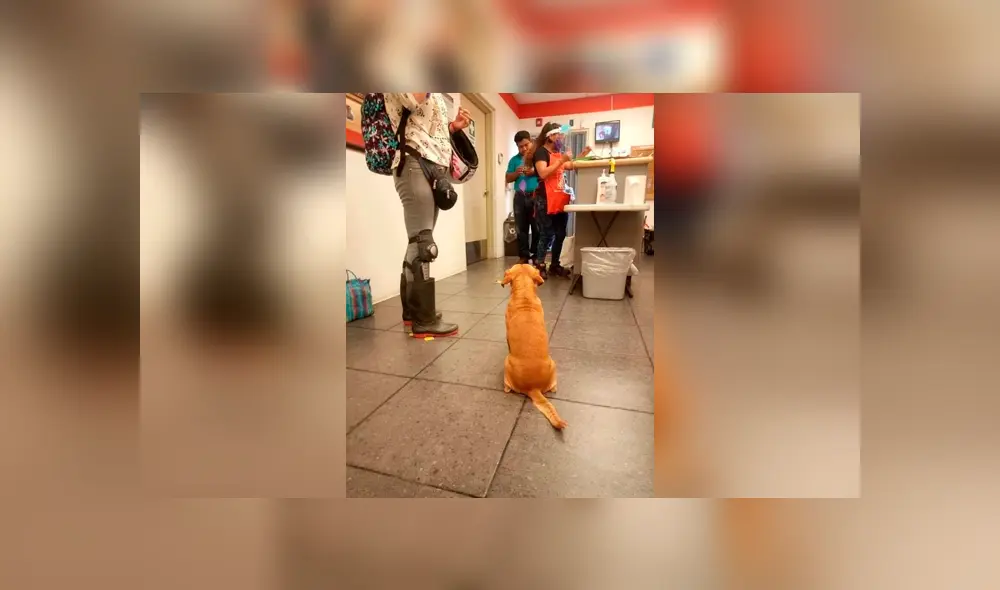 Desliza las imágenes hacia la izquierda para conocer la tierna historia de un perro bautizado como Silicon. Foto: Elemental Oaxaca. Desliza las imágenes hacia la izquierda para conocer la tierna historia de un perro bautizado como Silicon. Foto: Elemental Oaxaca.