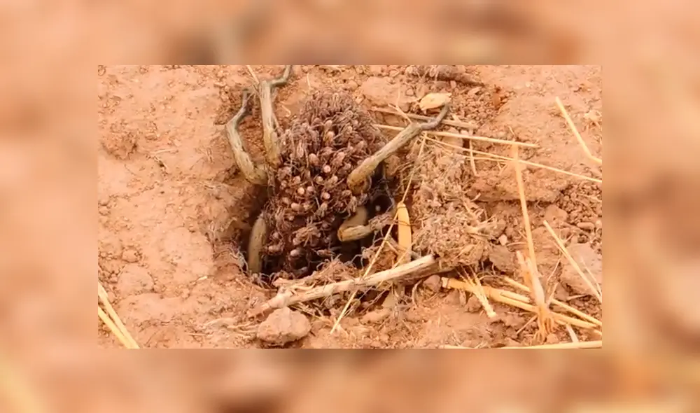 Un video viral registró el momento en que una araña hembra cargó a sus crías para cazar.