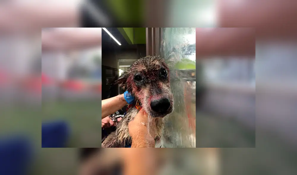 Desliza para ver las fotos de este perro que enamoró a todos en Facebook. Foto: Captura. Desliza para ver las fotos de este perro que enamoró a todos en Facebook. Foto: Captura.