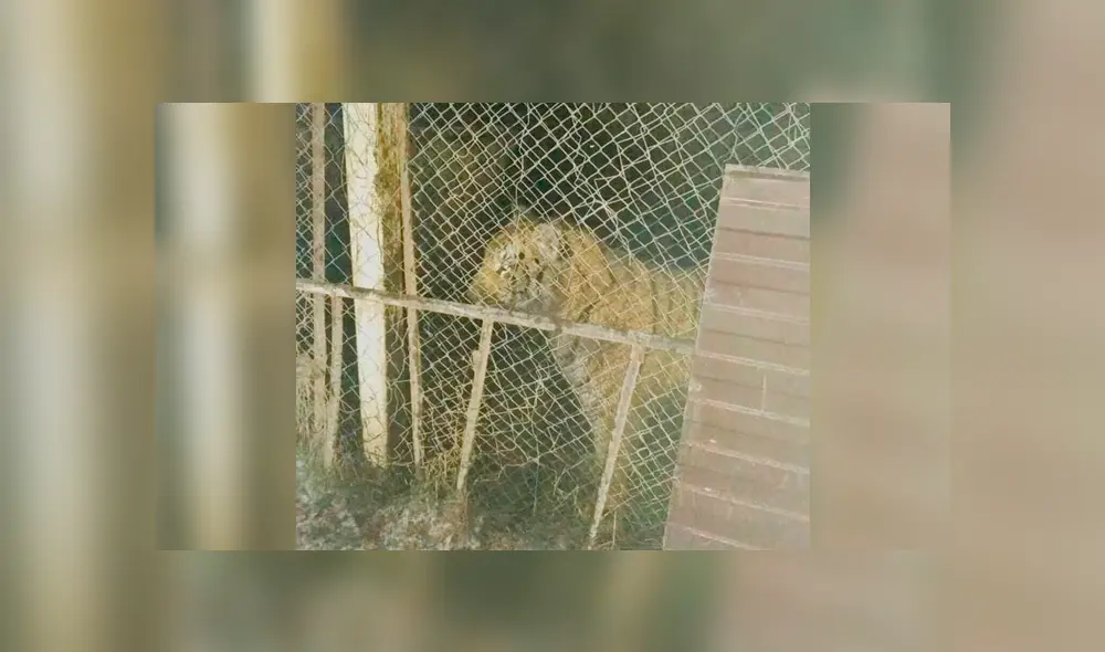 Seis tigres fueron abandonados en jaulas llenas de excremento y sin alimento [VIDEO]