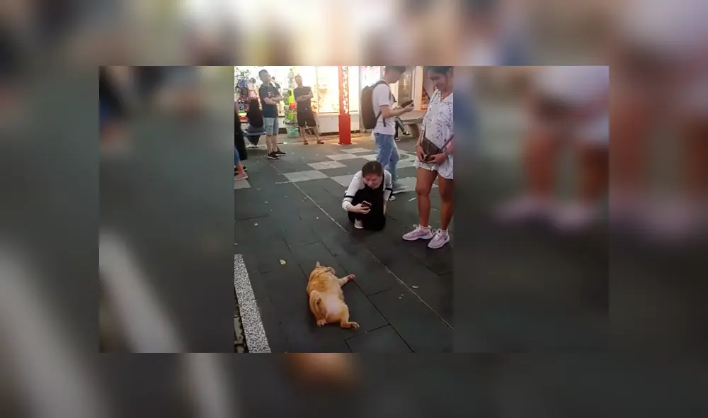 Video es viral en Facebook. Las personas que pasaban al costado del felino no dejaban de tomarle fotos, expresando su asombro por su peculiar conducta