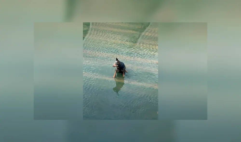 Desliza las imágenes hacia la izquierda para conocer la valerosa acción de un policía para salvar a un perro. Desliza las imágenes hacia la izquierda para conocer la valerosa acción de un policía para salvar a un perro.