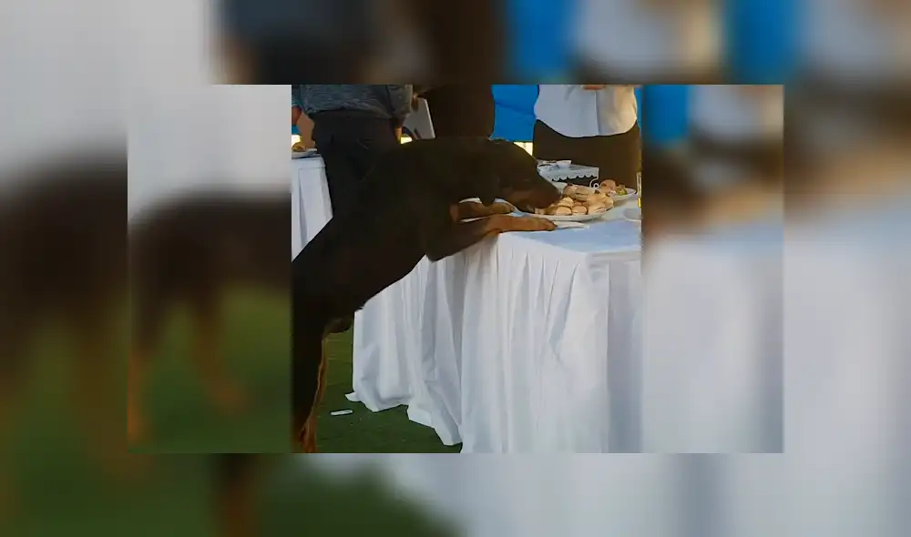 Facebook viral: Perro es protagonista del 'viral del día' al llevarse bocaditos de una boda en Chile [VIDEO]