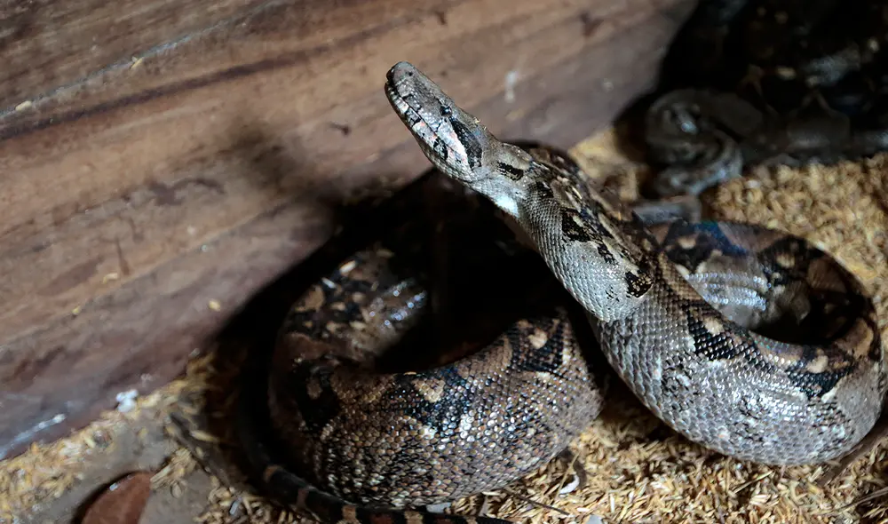 La cobra atacó al niño, que jugaba fuera de casa, y este para defenderse le dio dos mordiscos. Foto: AFP/referencial La cobra atacó al niño, que jugaba fuera de casa, y este para defenderse le dio dos mordiscos. Foto: AFP/referencial