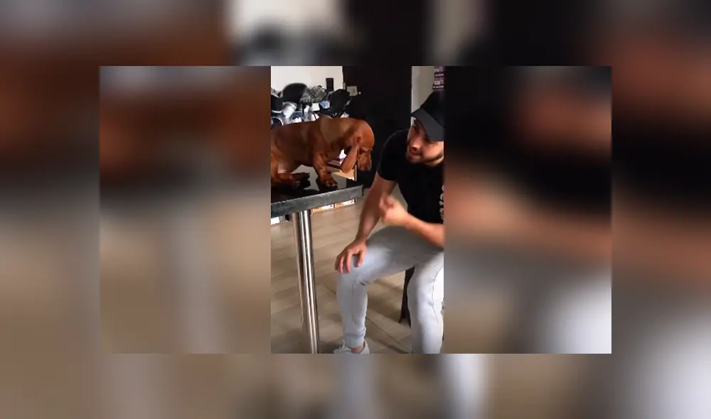 Desliza las imágenes para conocer la emotiva reacción de un perro para conseguir el perdón de su dueño. Desliza las imágenes para conocer la emotiva reacción de un perro para conseguir el perdón de su dueño.