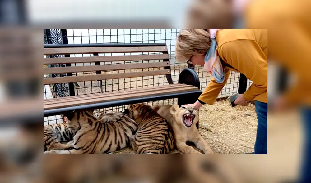 Un video viral de Facebook registró el momento en que una turista intenta acariciar a uno de los felinos, sin imaginar lo que sucedería.