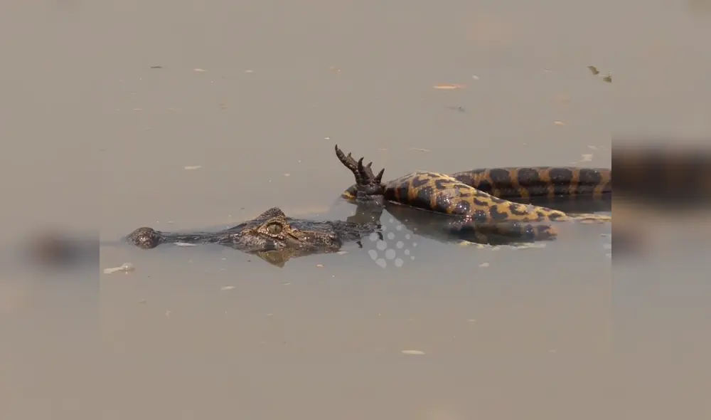 YouTube viral: turista graba brutal pelea entre enorme cocodrilo y anaconda YouTube viral: turista graba brutal pelea entre enorme cocodrilo y anaconda