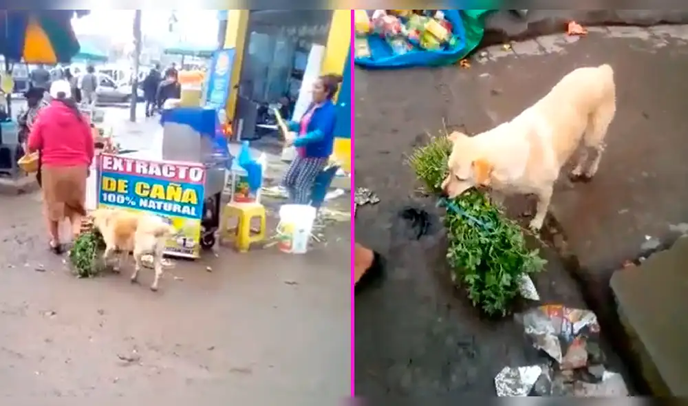 YouTube: perro ayuda con los mandados a su dueña y causa ternura en las redes [VIDEO]