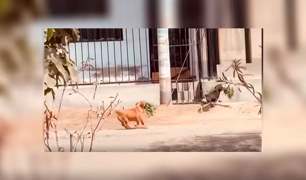 Desliza las imágenes para apreciar la noble acción de unos perros para ayudar en las labores a su dueña.