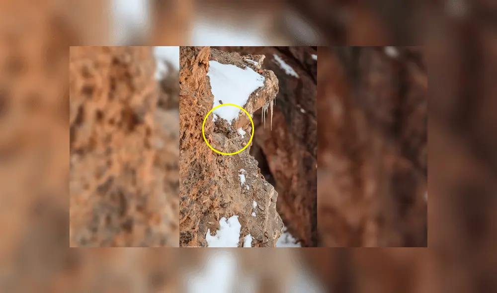 ¿Puedes encontrar al leopardo camuflado en la montaña?: el nuevo reto viral que es sensación en redes sociales [FOTOS]