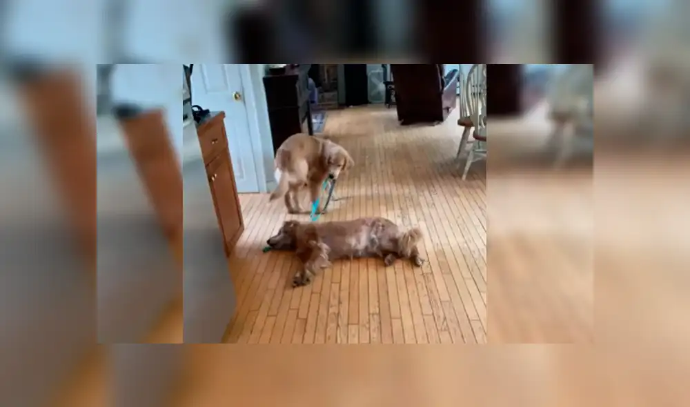 Video es viral en Facebook. Cachorro hizo de todo por levantar al astuto can, que estaba permanecía tirada en el piso sin mover una sola parte de su cuerpo Video es viral en Facebook. Cachorro hizo de todo por levantar al astuto can, que estaba permanecía tirada en el piso sin mover una sola parte de su cuerpo