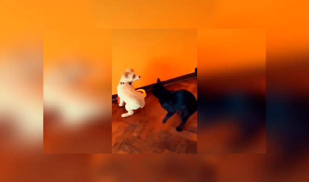 Desliza las imágenes para apreciar la travesura de un gato al fastidiar a su ‘compañero’ en ausencia de su dueño. Foto: Captura.