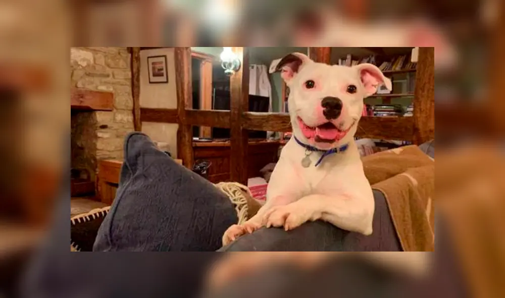 Desliza hacia la izquierda para ver el trágico momento en que un joven abandona a su mascota y se viraliza en YouTube.