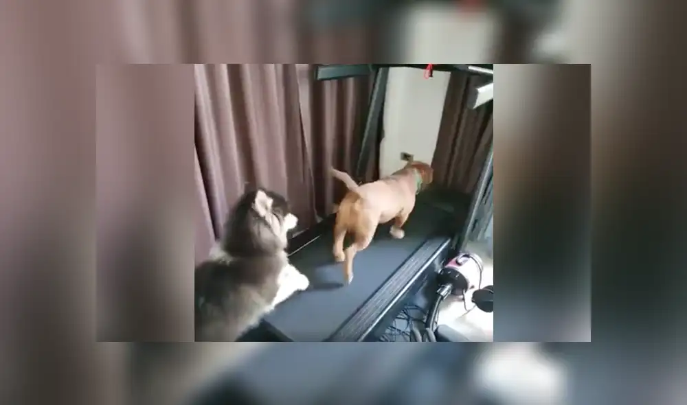 Desliza a la izquierda para ver más sobre este video viral de YouTube. Foto: Captura. Desliza a la izquierda para ver más sobre este video viral de YouTube. Foto: Captura.