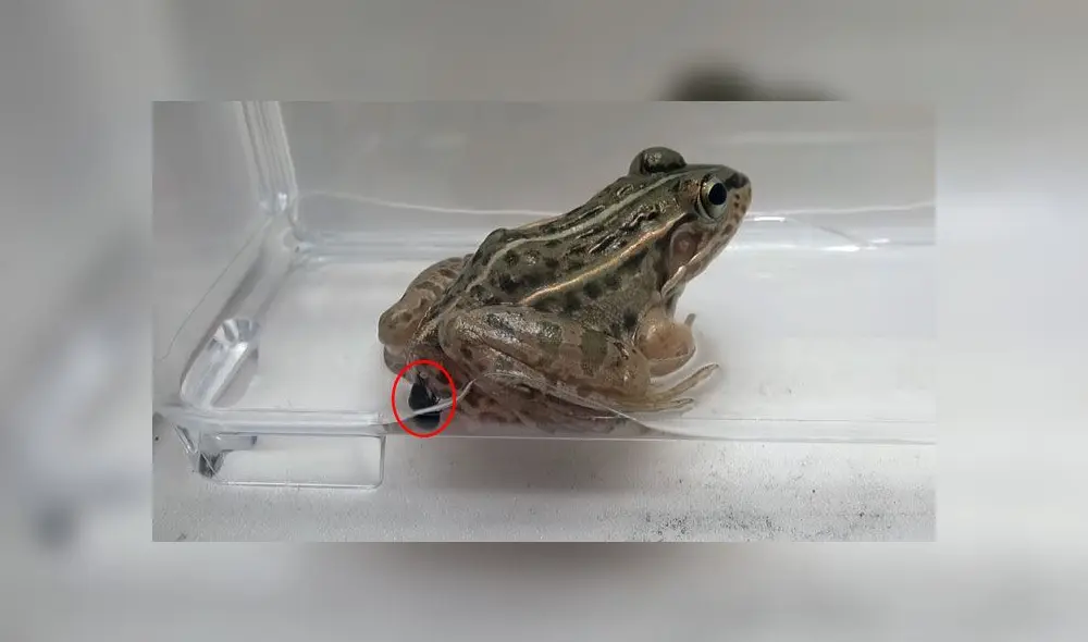 El escarabajo R. attenuata escapa de una rana tras menos de 2 horas. Crédito: Sugiura Shinji. El escarabajo R. attenuata escapa de una rana tras menos de 2 horas. Crédito: Sugiura Shinji.