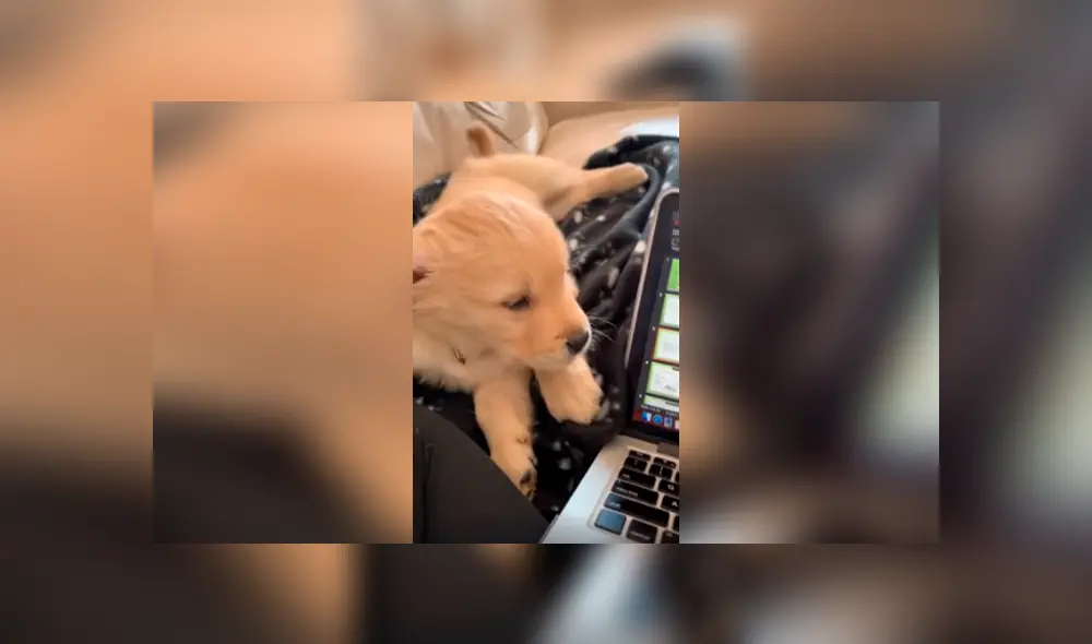 Desliza las imágenes para conocer el tierno comportamiento de un perro al intentar mantenerse despierto.