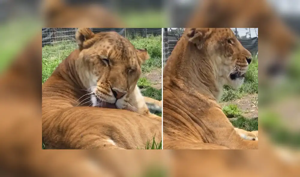Desliza hacia la izquierda para ver las imágenes del viral de YouTube. Fotocaptura: Black Jaguar While Tiger. Desliza hacia la izquierda para ver las imágenes del viral de YouTube. Fotocaptura: Black Jaguar While Tiger.