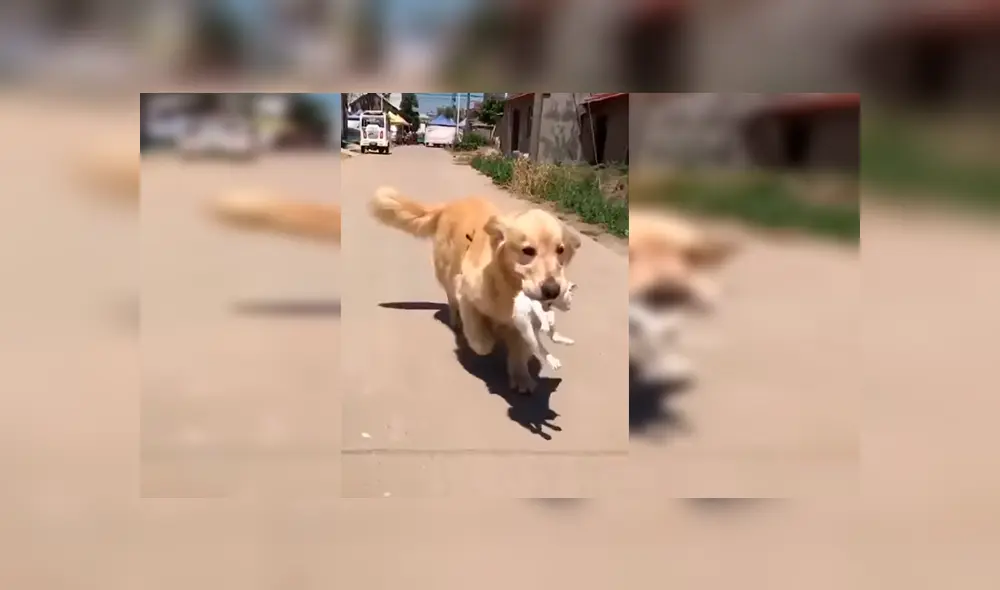 En YouTube, un perro escuchó unos extraños ruidos y descubrió que se trataba de un gato moribundo.