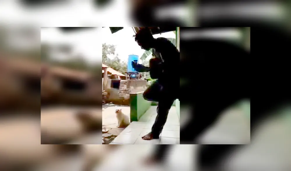 En YouTube, un joven interpretó una canción romántica y se sorprendió al tener como compañero a su gato. En YouTube, un joven interpretó una canción romántica y se sorprendió al tener como compañero a su gato.